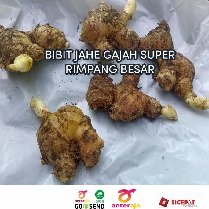 

Terlaris Baru! Bibit Jahe Gajah Putih Unggulan Siap Tanam/Tinggal Semai 1 Kg