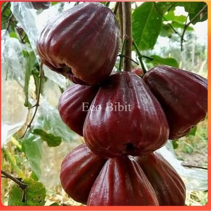 

Terlaris Bibit Tanaman Jambu Air Dalhari