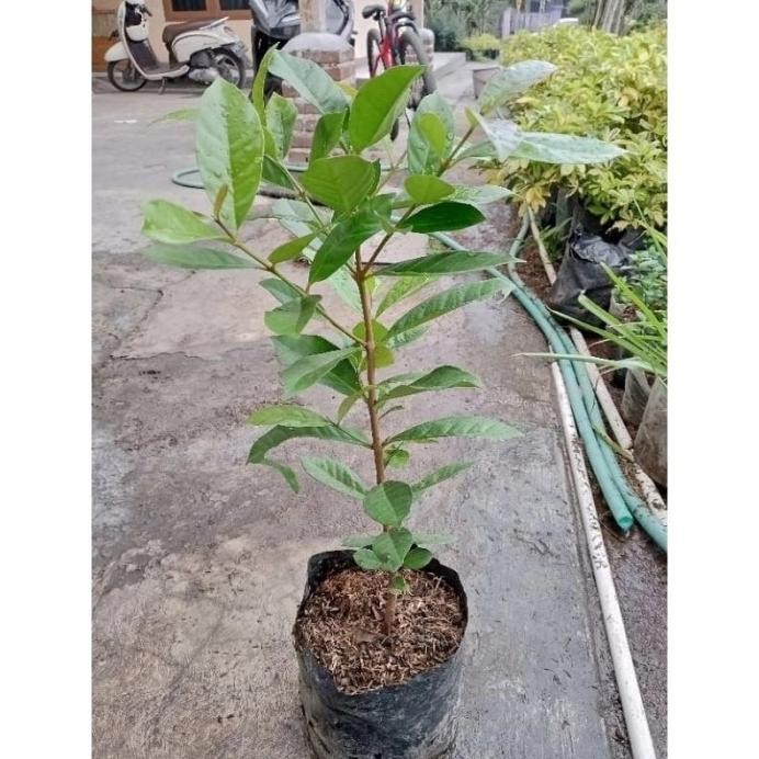 

Terlaris Tukuyuu Bibit Tanaman Daun Salam - Bibit Daun Salam - Bibit Bay-Leaf - Tanaman Laurel