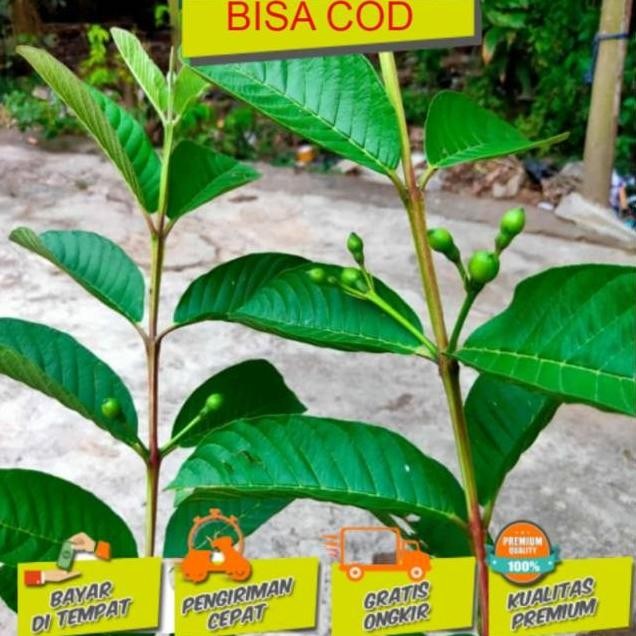 

Terlaris Bibit Tanaman Buah Bibit Jambu Kristal Sudah Bunga/Buah