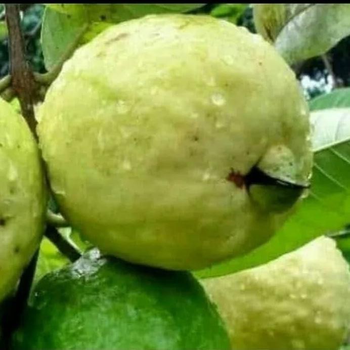 

Terlaris Bibit Jambu Getas Merah