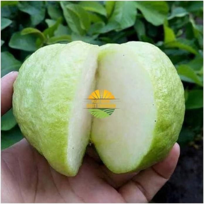 

Terlaris Bibit Jambu Kristal Putih Tanpa Biji Termurah