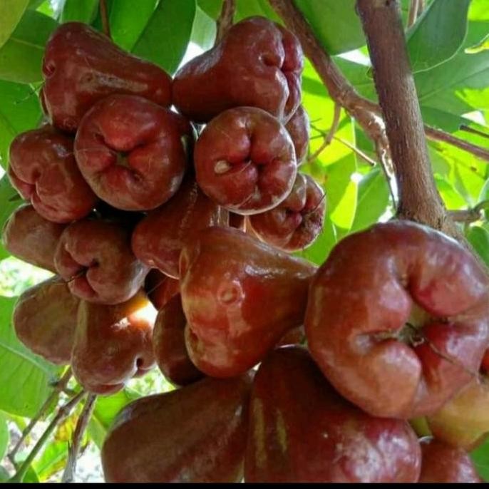 

Terlaris Bibit Tanaman Buah Jambu Air Mutiara Hitam Asli Unggul