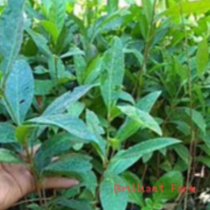 

Terlaris Bibit Daun Salam, Beli 10 Gratis 1 (Murah Dan Unggul)