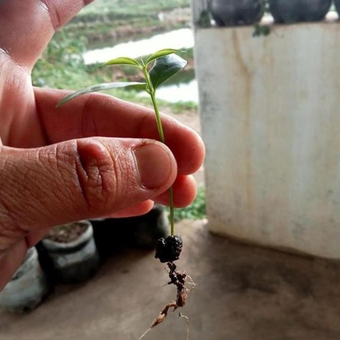 

Terlaris "Qriss" Bibit Tanaman Daun Salam 10 Pcs Bibit Pohon Salam Bibit Salam Syzygium Polyanthum Bumbu Masak