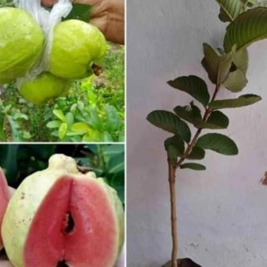 

Terlaris Bibit Jambu Kristal Merah Tanpa Biji