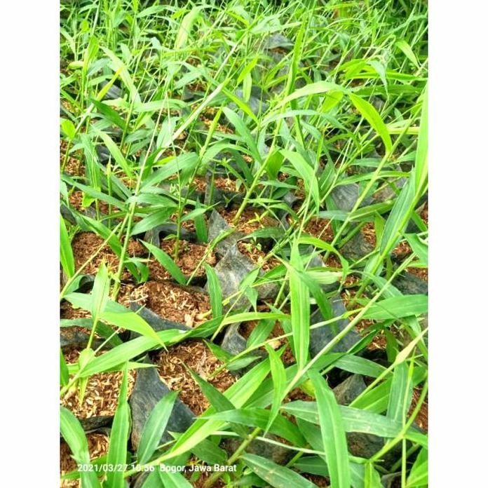 

Terlaris Bibit Jahe Merah Siap Tanam