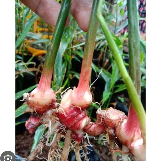 

Terlaris Bibit Jahe Merah Super 1 Batang - Tanaman