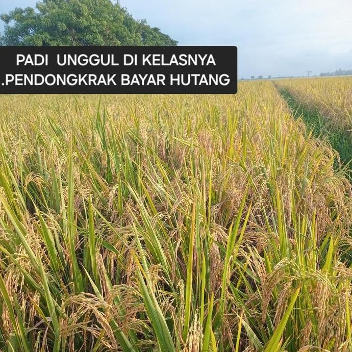 

Terlaris Benih Bibit Padi Hibrida Super Unggul 5Kg