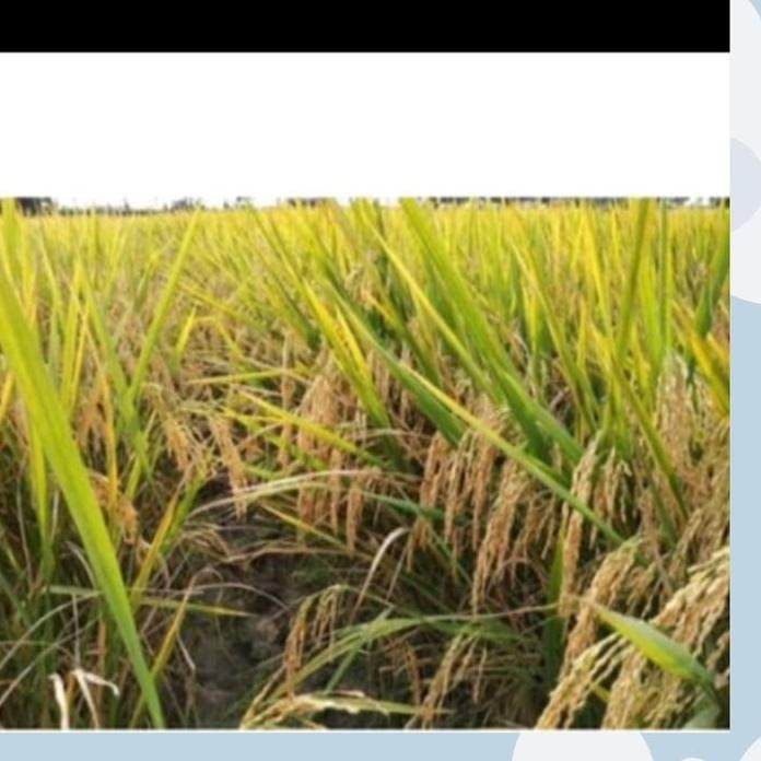 

Terlaris Benih Bibit Padi Cakrabuana04 5Kg