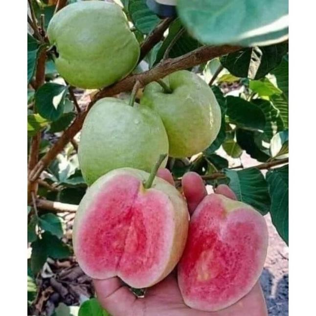 

Terlaris Bibit Jambu Red Diamond/ Kristal Merah