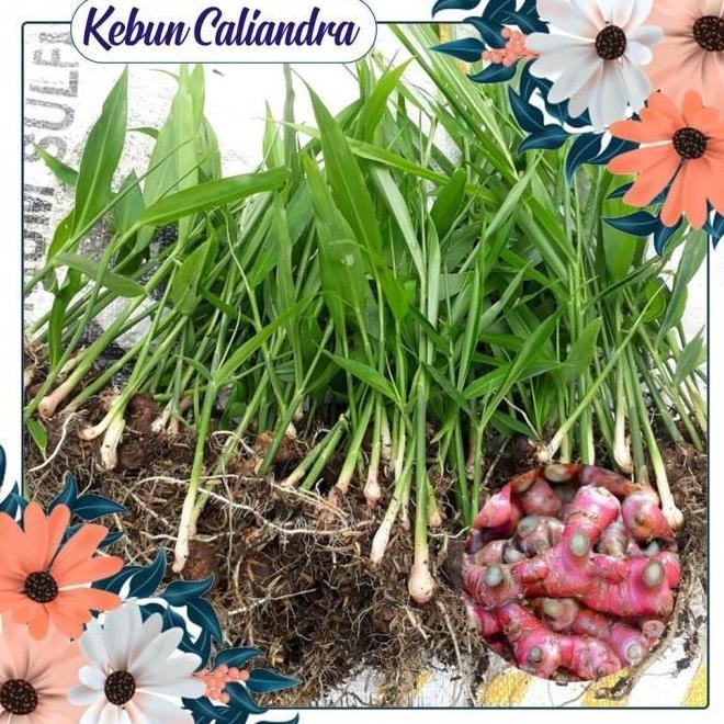 

Terlaris Kebun Kaliandra - Bibit Jahe Merah. By Argoplantbag