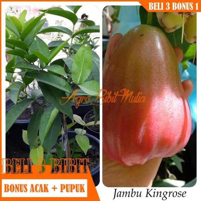 

Terlaris Bibit Tanaman Buah Jambu Air Kingrose Unggul
