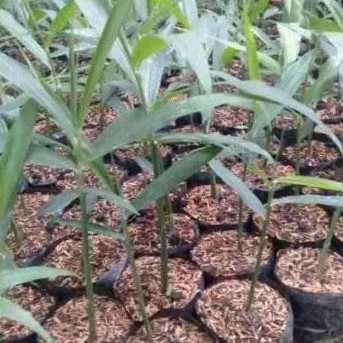 

Terlaris Bibit Jahe Gajah Kwalitas Terbaik Umur Indukan 9 Bulan