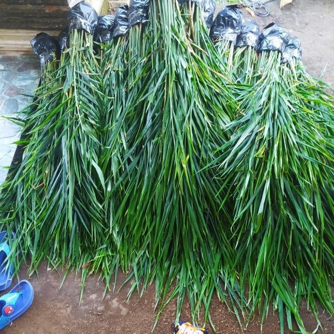 

Terlaris Bibit Jahe Merah Siap Tanam(Kualitas Unggul)