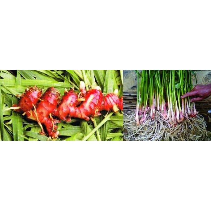 

Terlaris Bibit Jahe Merah Harga Petani