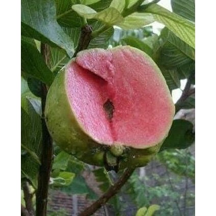

Terlaris Bibit Buah Jambu Sukun Non Biji Hasil Bibit Okulasi Unggul