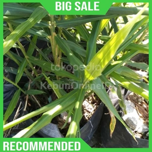 

Terlaris Promo Bibit Tanaman Jahe Emprit Siap Tanam