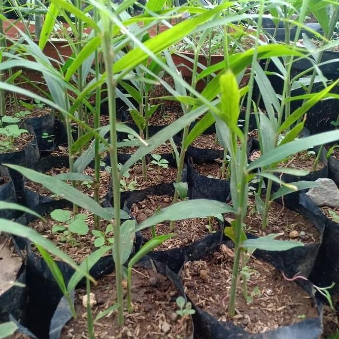 

Terlaris Bibit Jahe Merah Tanaman Jahe