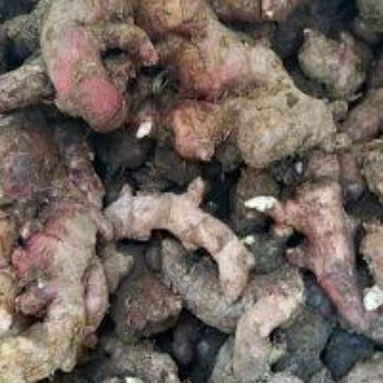 

Terlaris Fresh Bibit Jahe Merah Super 1 Kg Murah