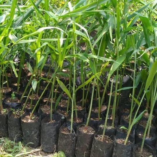 

Terlaris Bibit Tanamanjahe Merah Siap Tanaman Jahe Rempah Merah.Bungkus Polibeg