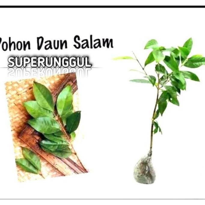 

Terlaris Bibit Tanaman Daun Salam Daun Rempah Terlaris