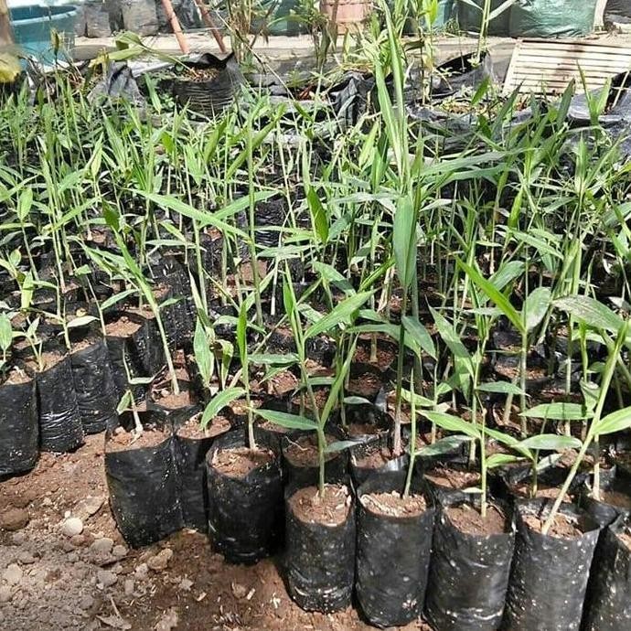 

Terlaris Bibit Jahe Merah Banyak Manfaat Kualitas Super
