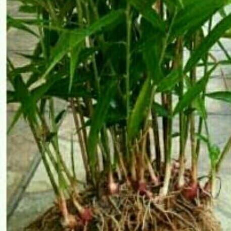 

Terlaris Bibit Tanaman Jahe Merah Tinggi 10-20Cm