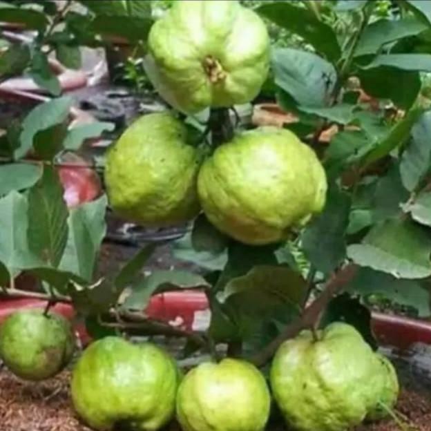 

Terlaris Bibit Jambu Kristal Cepat Berbuah Di Jamin Cepat Berbuah Paling Laris