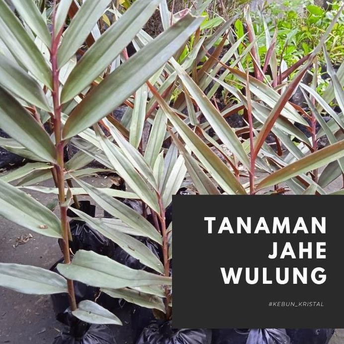 

Terlaris Bibit Tanaman Jahe Wulung - Tanaman Herbal Premium Untuk Vitalitas