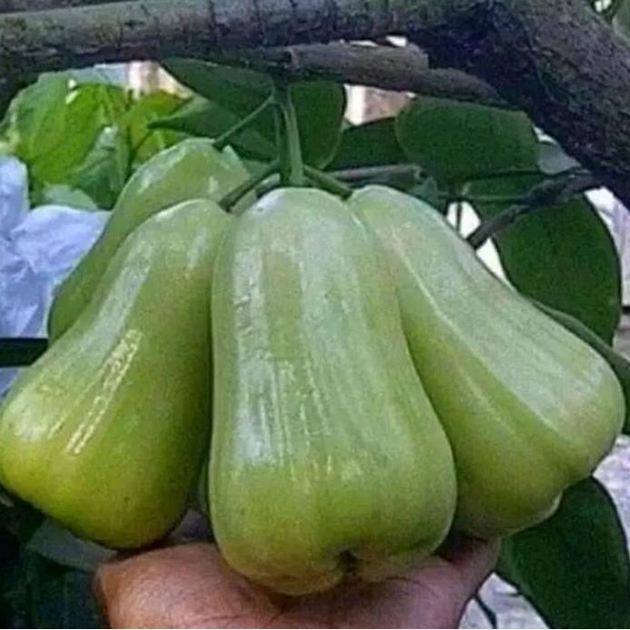 

Terlaris Bibit Tanaman Jambu Madu Deli Asli Okulasi Valid Siap Dipesan