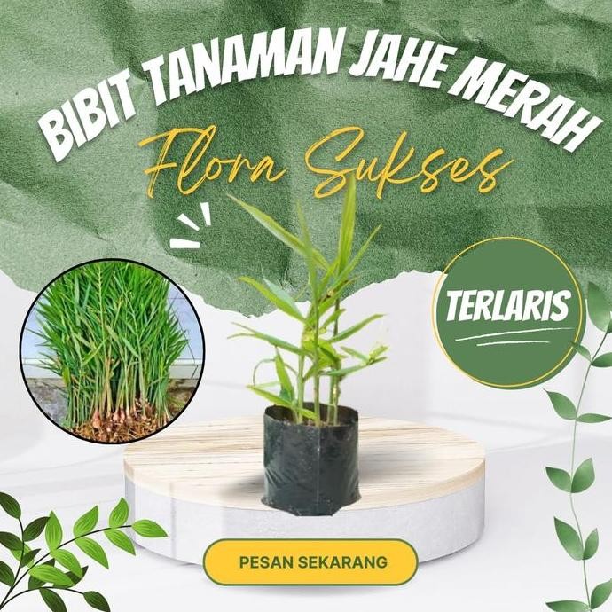 

Terlaris Jual Bibit Tanaman Jahe Merah