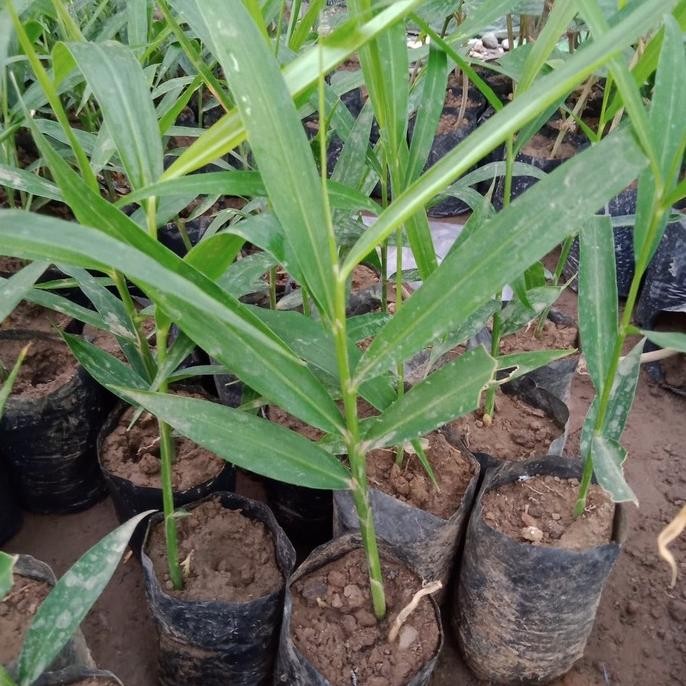 

Terlaris Paket 2 Bibit Jahe Merah Unggul Dan Berkuwalitas Siap Tanam.