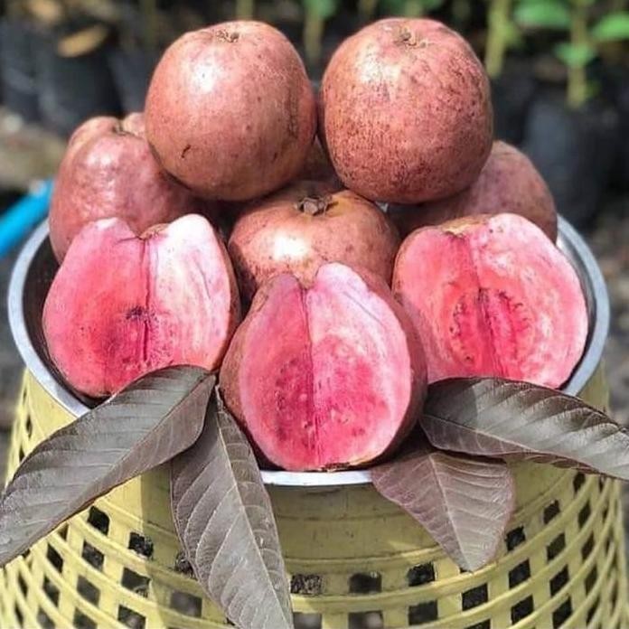 

Terlaris Bibit Tanaman Jambu Kristal Merah Australia Cepat Berbuah Murah