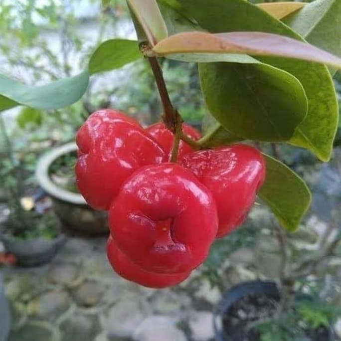 

Terlaris Bibit Tanaman / Pohon Buah Jambu Air Kancing Merah Murah Berkualitas