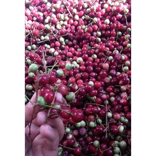 

Terlaris Siap Tanam 5 Ons Benih Biji Tanaman Pohon Daun Salam Rempah Bibit