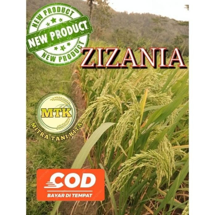 

Terlaris Benih Padi Zizania Terbaru Kemasan 5Kg