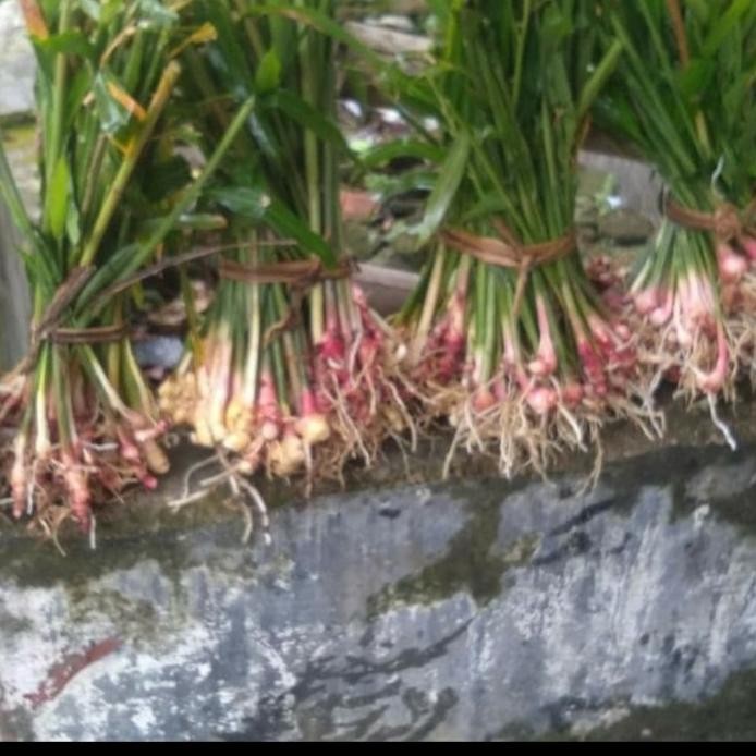 

Terlaris Bisa Cod Bibit Tanaman Herbal Jahe Merah - Herbal Alami