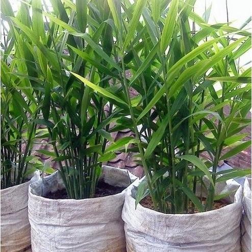 

Terlaris Bibit Jahe Emprit Herbal Beli 5 Gratis 1