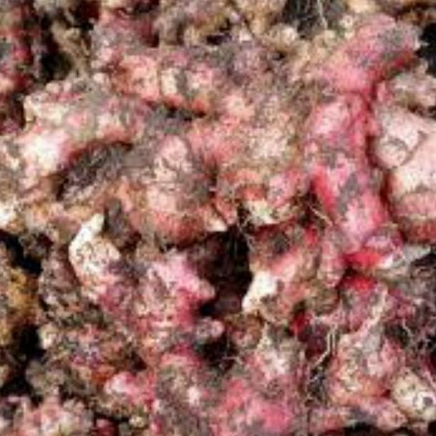 

Terlaris Terbaru Bibit Jahe Merah Super 1 Kg
