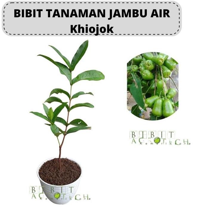 

Terlaris Bibit Jambu Air Khiojok