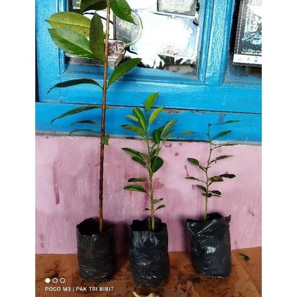 

Terlaris Terlaris Paket 3 Bibit Daun Salam Bibit Jeruk Purut Jeruk Nipis