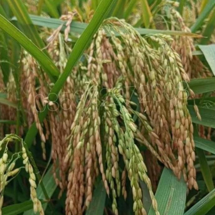 

Terlaris Benih Padi Si Denok 66, Kemasan 5Kg
