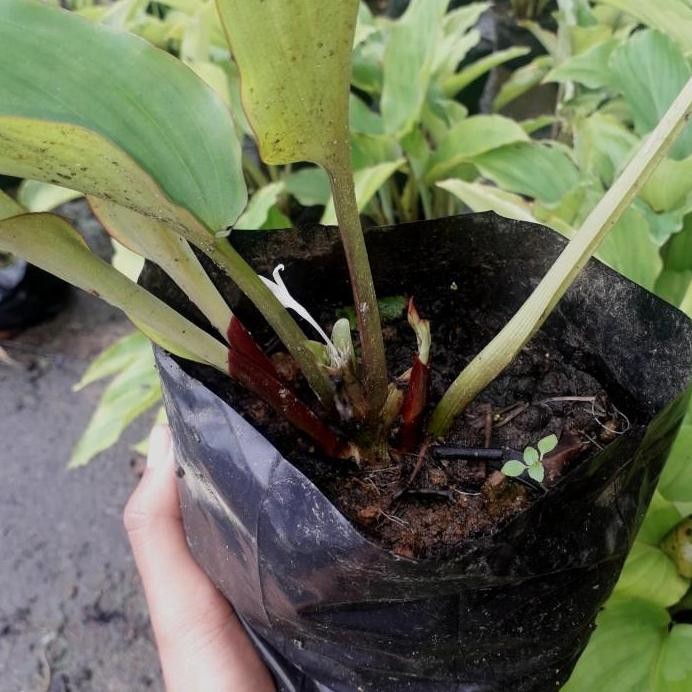 

Terlaris Bibit Kunyit Hitam 1 Tunas