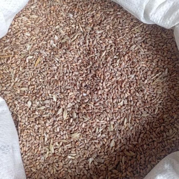 

Terlaris Biji Gandum Utuh /Benih Gandum Kemasan 1Kg Untuk Pakan Burung Merpati Dan Hewan Ternak
