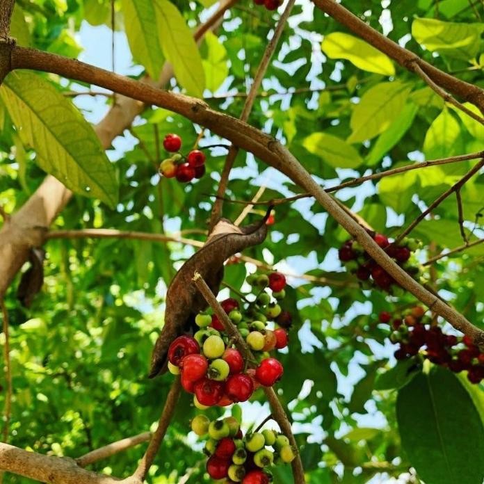 

Terlaris Gg13 Bibit Tanaman Buah Salam-Bibit Pohon Daun Salam Super Tob