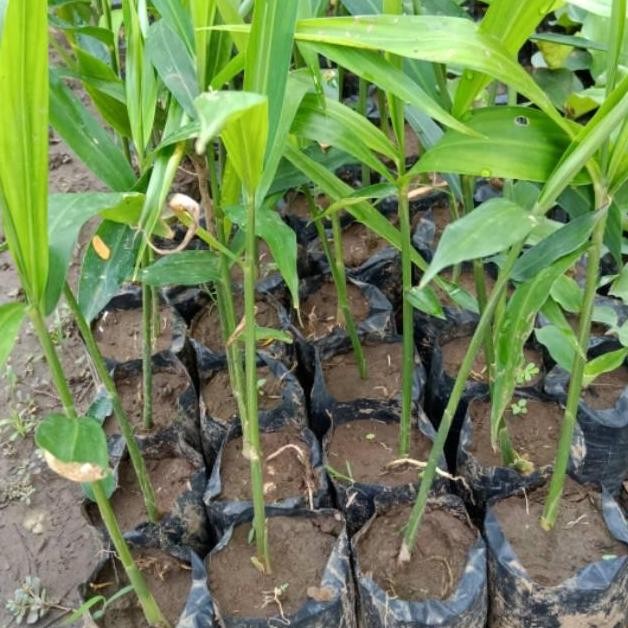 

Terlaris Bibit Tanaman Jahe Merah - Harga Murah - Siap Tanam