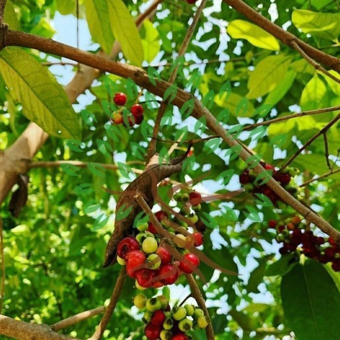 

Terlaris Bibit Tanaman Buah Salam-Bibit Pohon Salam-Daun Salam Bumbu Masak A Tos