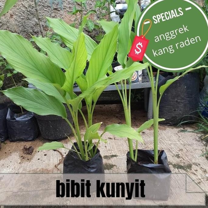 

Terlaris Bibit Tanaman Kunyit Kuning Bukan Umbi