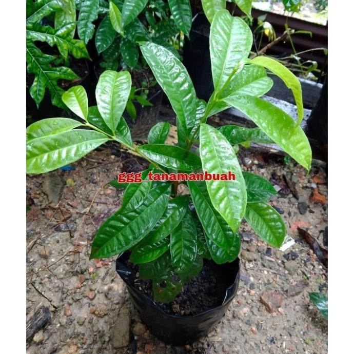 

Terlaris Ready Bibit Daun Salam Untuk Masak